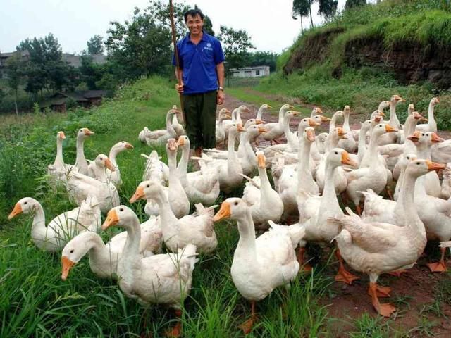 2018农村宝妈小型创业项目,做好了下一个农村