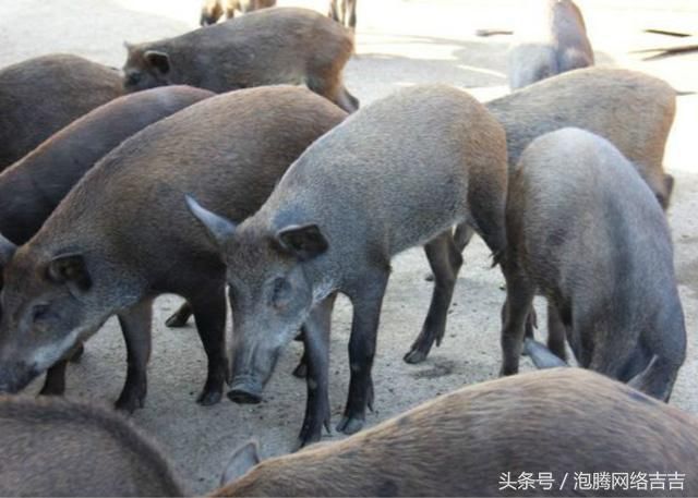 100万冥币换来一千万现金,老实人上坟多烧一把