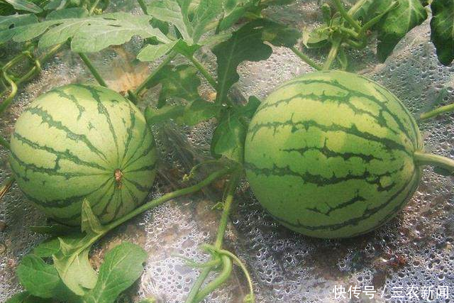 怎么选西瓜才好吃?随便学会一个,轻松挑出好吃