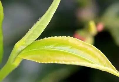 永川秀芽有什么功效和作用?