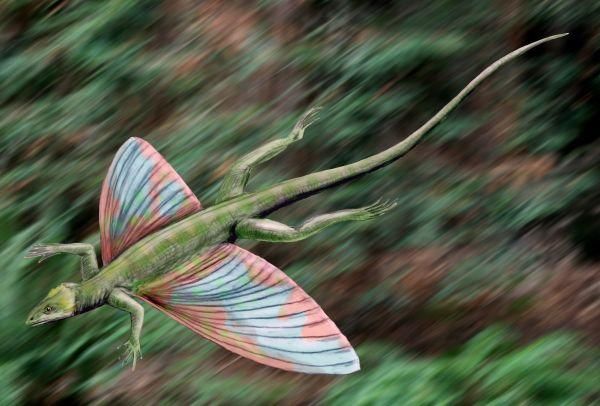 远古天空霸王!长翅膀的不一定都是鸟