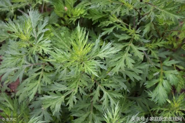 艾草泡脚既能去脚气和虚火,但这4个禁忌不能触