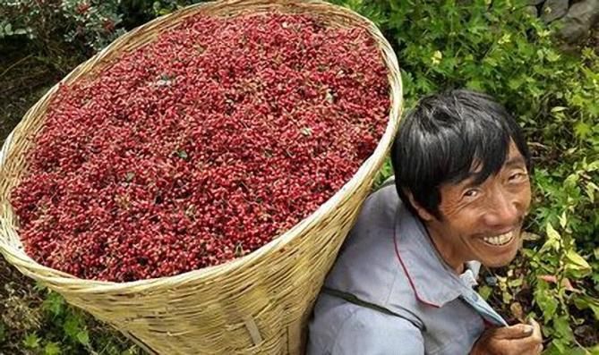 2018种植行业什么最有前景,花椒种植比较的不