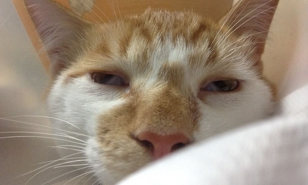 网友晒丑猫惊为天人:猫的颜值能低到什么程度?