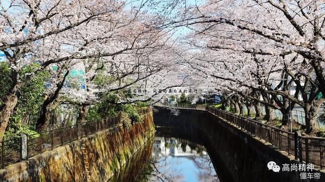 2018东京樱花满开纪实