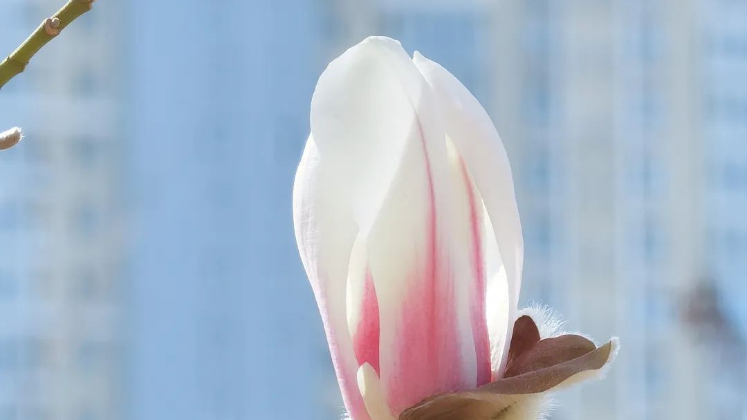 玉兰花渐开！春天请来石景山——