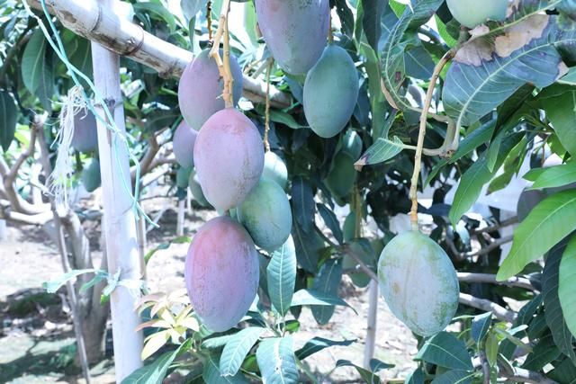 永胜这个国家级贫困县计划2019年脱贫摘帽!