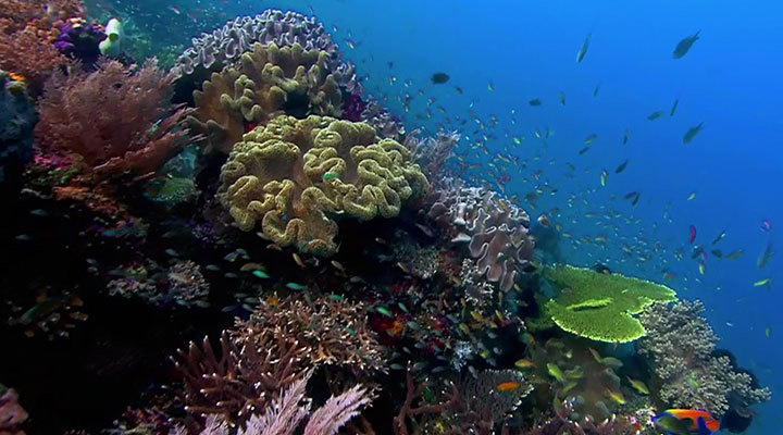 《大自然在说话》珊瑚礁 《大自然在说话》珊瑚礁
