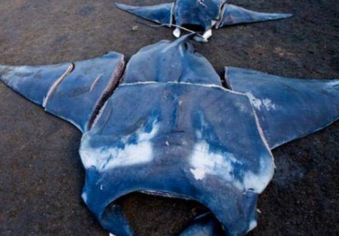 当地人认为蝠鲼鳃具有清热解毒,透发痘疹,催乳的功效,但是缺乏医学