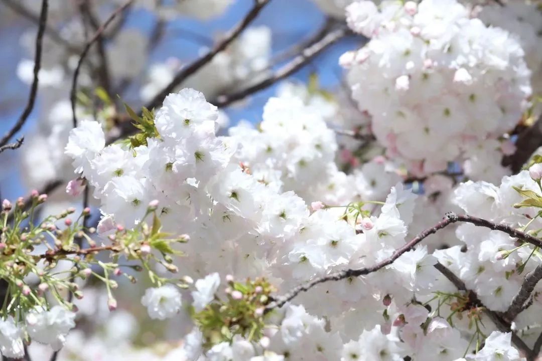 春天的浪漫,樱花占一半!郁金、关山、松月……玉渊潭晚樱正盛放 _北京时间