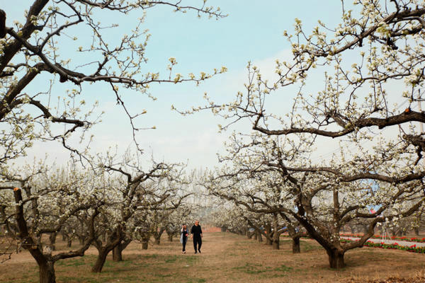 庞各庄镇第25届梨花旅游文化节开幕 享受林间漫步的惬意 庞各庄镇第25届梨花旅游文化节开幕 享受林间漫步的惬意