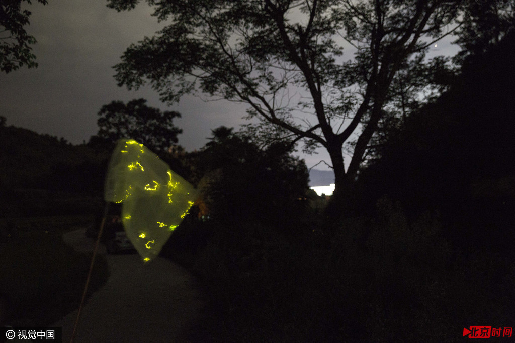 经济的滞后,保留下了森林和湿地,大量耕种的水稻,再加之湿润的气候,使宁都成为萤火虫的理想居所。七夕的临近,带动了萤火虫交易市场升温,随着“虫头”订单的增加,一只虫子的收购价也从一月前的5角上涨到7角,更多人加入到“捕萤大军”。夜晚,走在大耒山幽静而崎岖的山路上,乌云遮挡了月光,数不清的萤火虫在路旁的草丛中闪耀,偶尔有萤火虫在低空无声飞行,用它们身体的光讲着爱的语言。对于付新华来说,没有什么放飞能比这样的情景更美妙。他说,他相信不久的将来,人们都会明白城市里扭曲的放飞并不是真正的美。