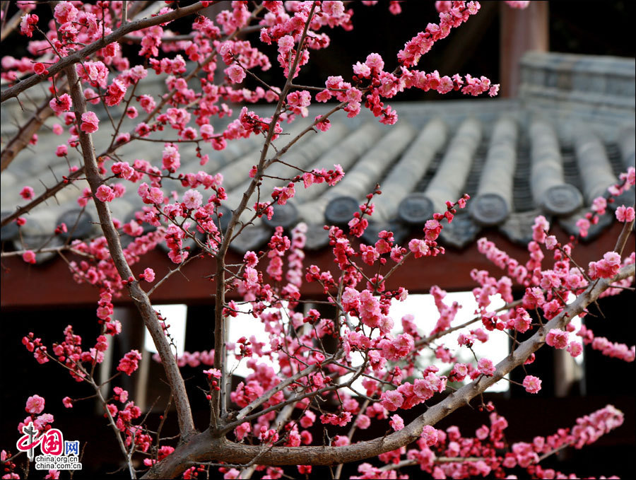 生态羌城茂县:“一座城一辈子” 生态羌城茂县:“一座城一辈子”