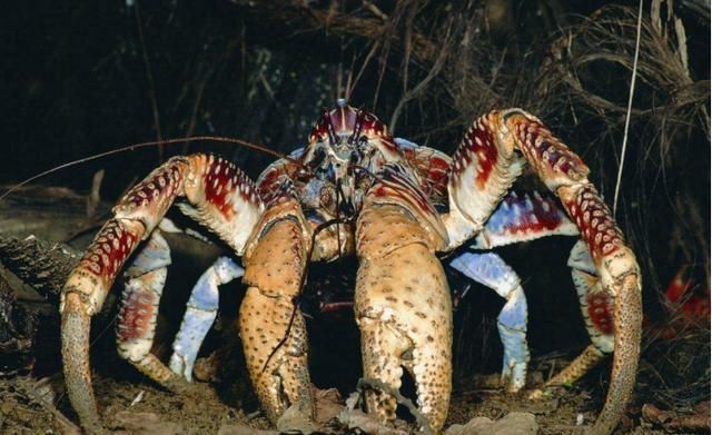 世界上最大的螃蟹,你绝对想不到