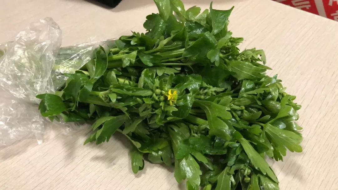 由于曼陀罗幼苗与野菜相似,采摘野菜时发生误采是曼陀罗中毒发生的