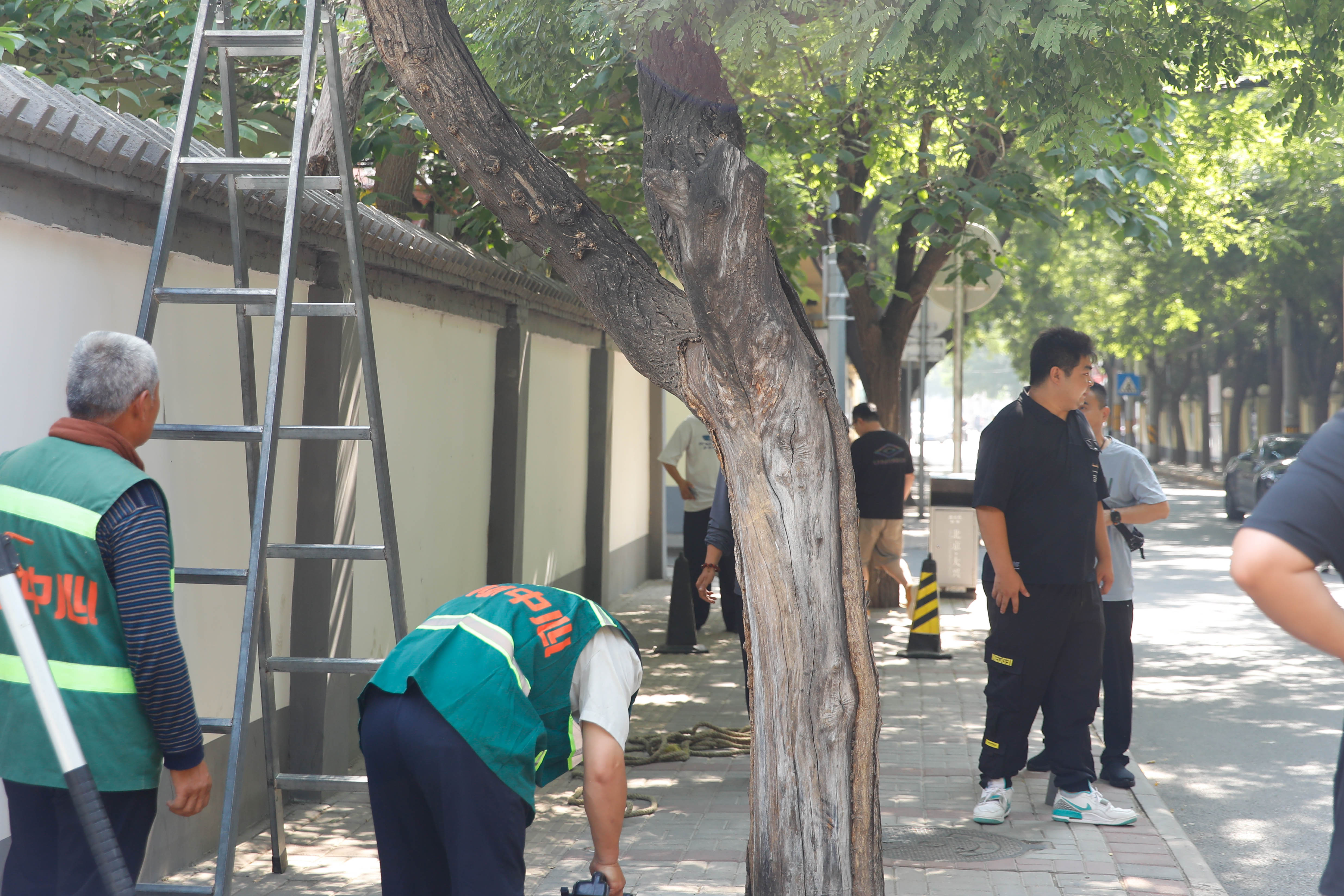 林校路街道:修剪树枝除隐患,未诉先办解民忧_北京时间