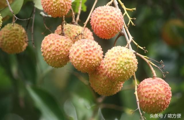 糯米糍荔枝 桂味荔枝 妃子笑荔枝这3个品种 你