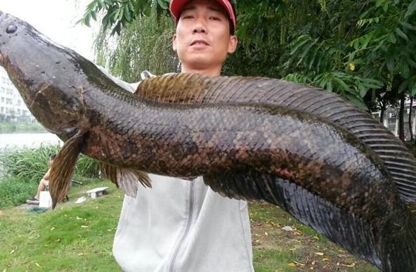 钓鱼大师告诉你:学会这几个方法,你就能生擒大黑鱼!