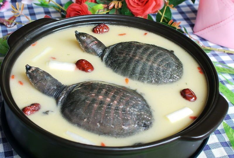 小孩可以喝乌龟汤吗 食用利大于弊还是弊大于