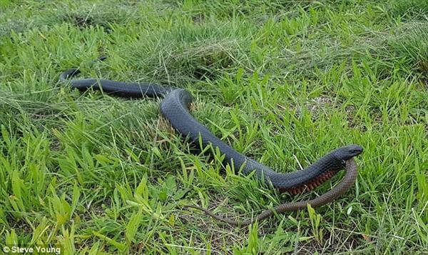 画面震惊!毒蛇整个吞下同类:身体撑大一圈 画面震惊!毒蛇整个吞下同类:身体撑大一圈