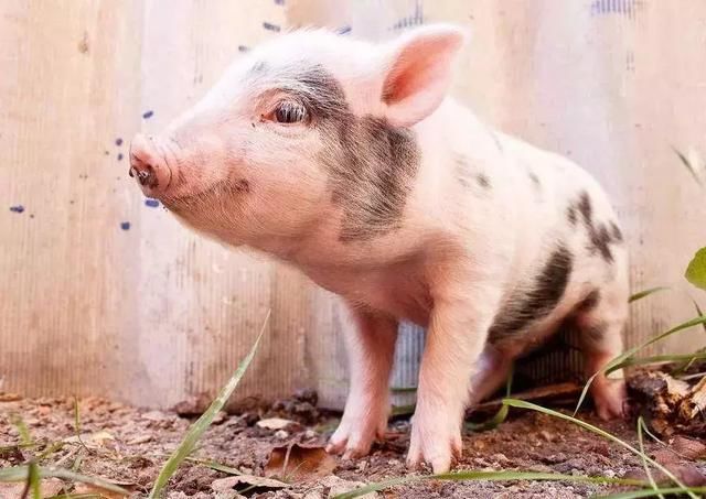 年后为何猪价下跌?下跌原因分析及后期价格走向