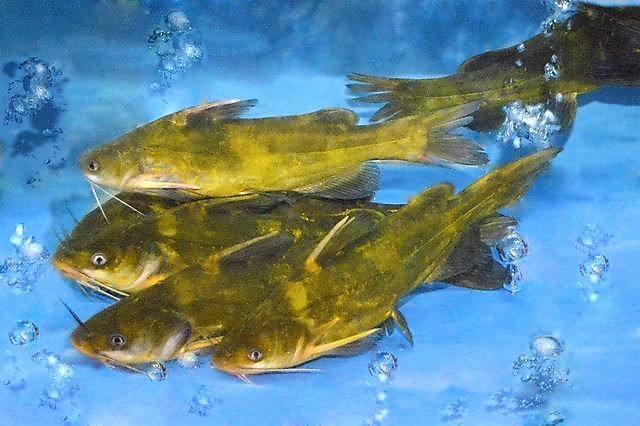 如何杀黄颡鱼 t01e391078843a16d1f.jpg?size=640x426