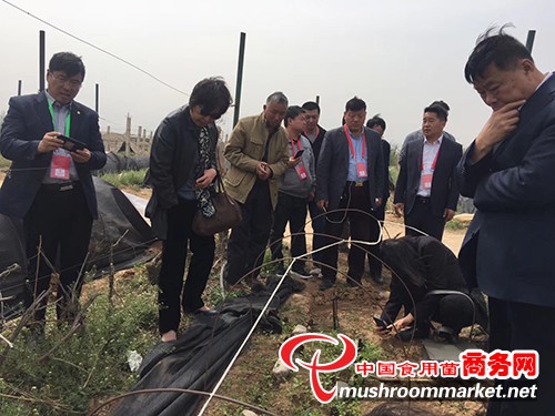 推动羊肚菌产业进程 中国(三门峡)国际食用菌博