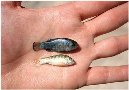 自1966年起,美国政府就将魔鳉列入濒危动物保护法案的首批名单,当时