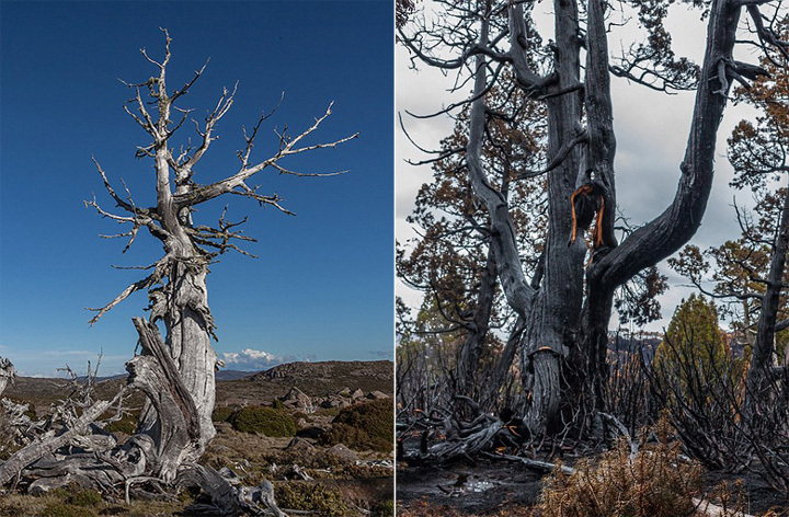 报道称，这一切都归咎于土地管理不当。曾经中央高原被湿硬叶植物和热带雨林环绕，可以有效地保护高山植物。如今，人们乱砍滥伐导致这些缓冲带消失，生态系统很容易遭到破坏。生态专家表示这片古植物区域可能无法恢复，或将永远消失。