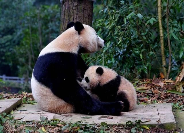 自由恋爱的熊猫生育率更高,包办婚姻直接拒绝