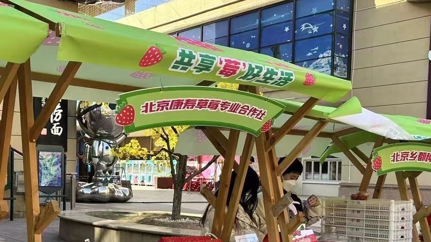 第五届昌平草莓节即将开启，2月24日来昌平乐多港逛草莓大集！