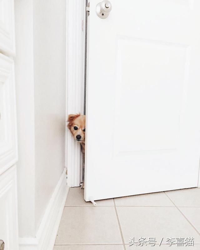 这是猫咪和狗狗对主人表达爱的方式,你家毛孩