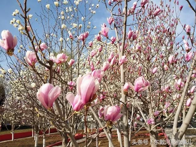 秦皇岛最美花海!曝光这片藏于市区的免费好去