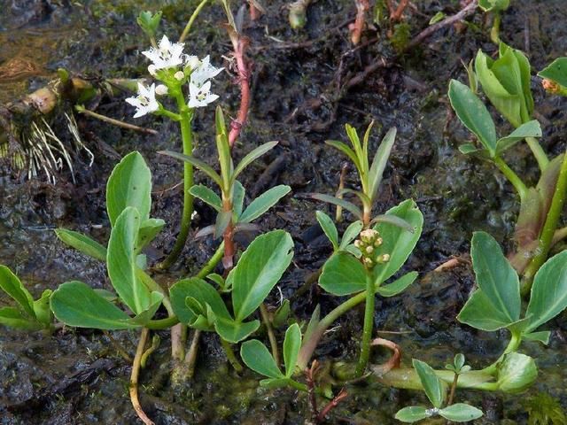 水沟,沼泽等些潮湿的地方,生长着这么一种野草,它形似水仙,叶似茨菇