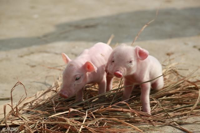 断奶后仔猪总是反复腹泻怎么办?如何预防?老