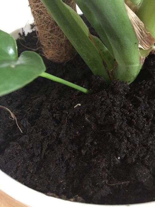 如何彻底清除室内盆栽植物里面的小白虫,小黑