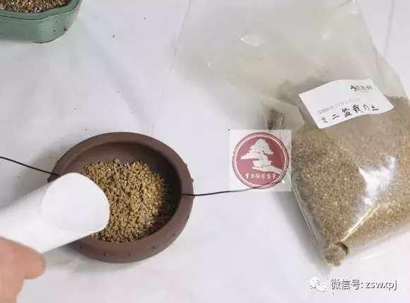 微盆景越来越受欢迎 微型盆景的换盆可是要讲