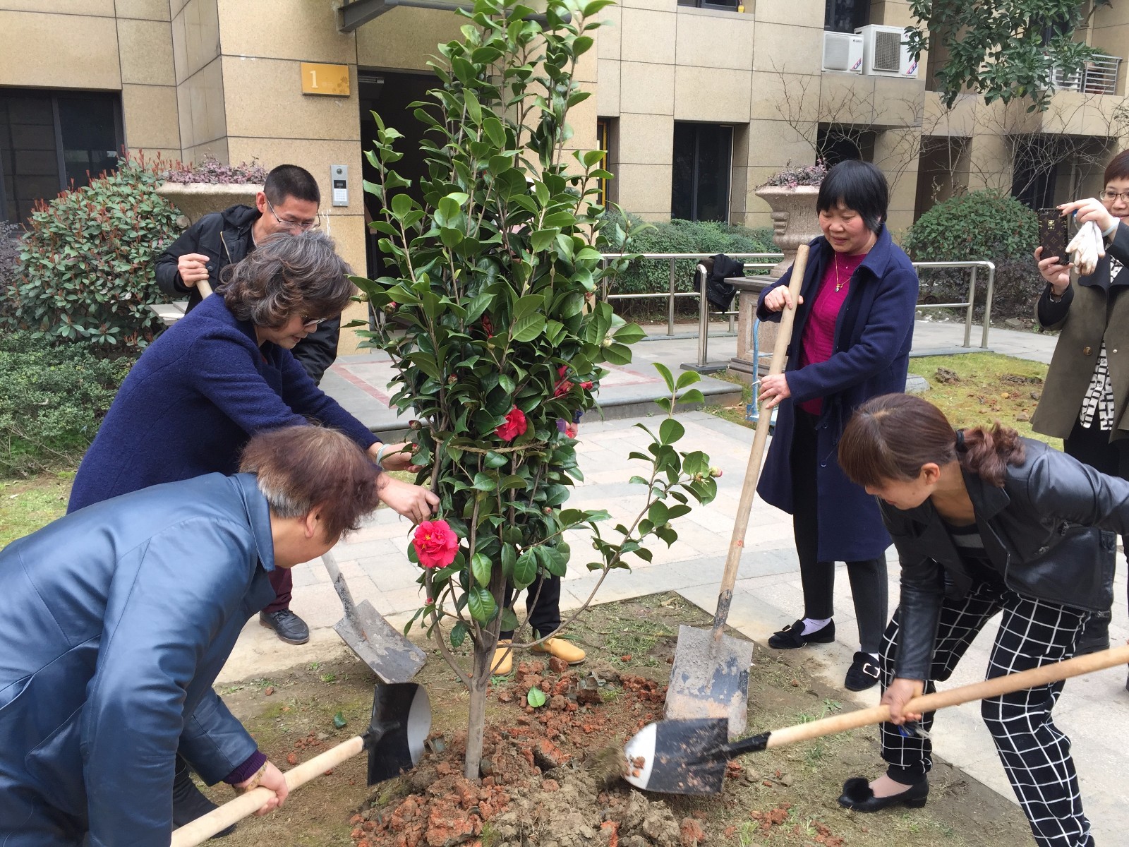 元都新苑小区业主共同栽种的茶花树