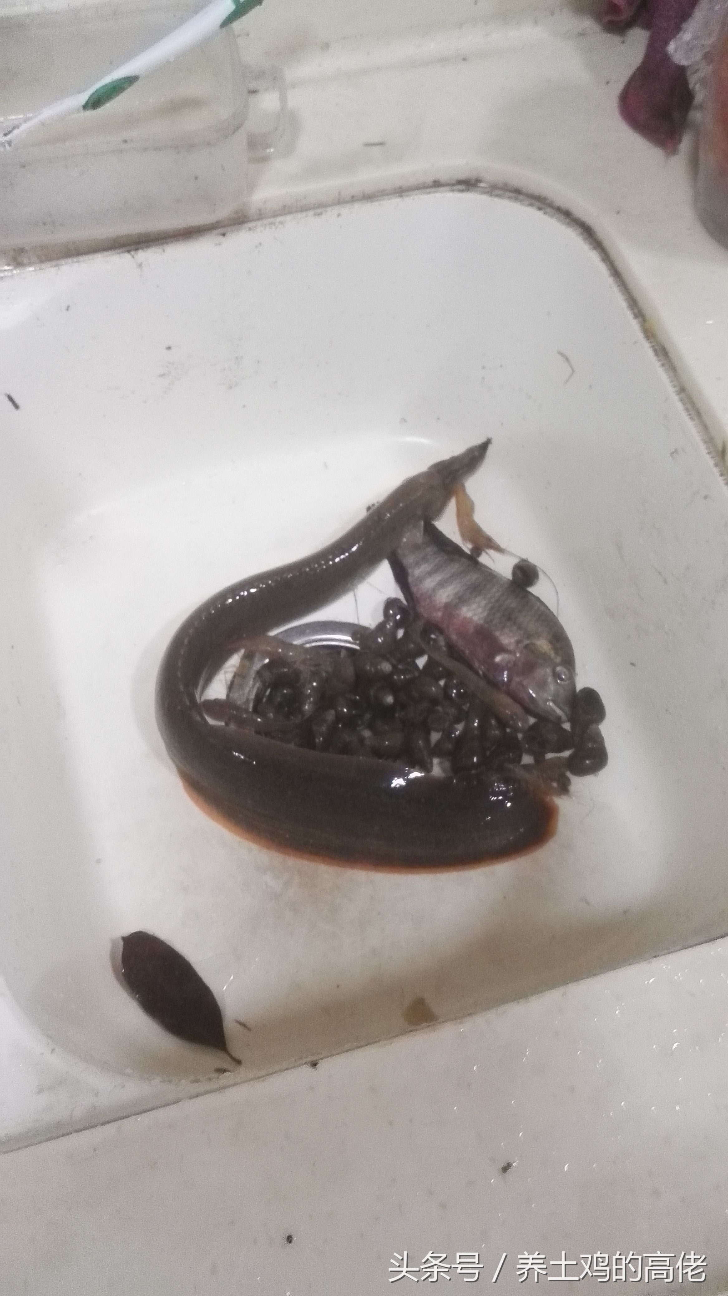 这种野生鱼叫刀鳅鱼,营养价值很高却很少有,城