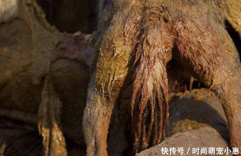 鬣狗吃食物的部位太重口味,难怪被抓都能安然