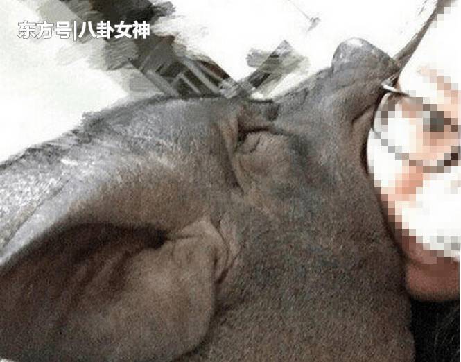 女孩与猪生活5年 习惯和它同吃同住 热点 热图2 女孩与猪生活5年 习惯和它同吃同住 热点 热图2