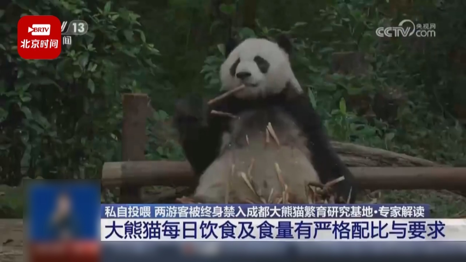 周知！大熊猫饮食有讲究 随意投喂严重伤害动物或将承担刑责