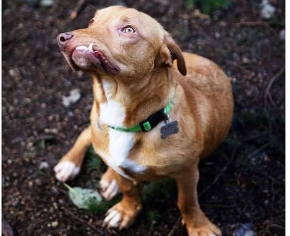 最后才得知这只狗狗从出生就已经畸形,它的兄弟姐妹被宠主卖出之后,这