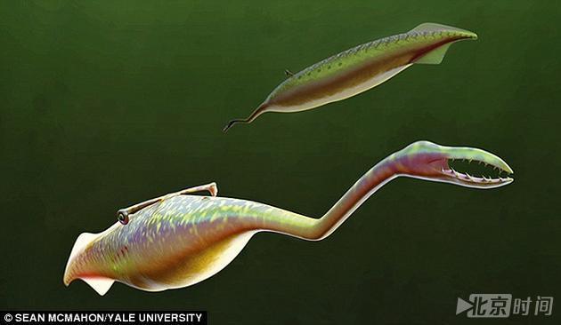 迄今最诡异的生物是啥物种?科学家伤透脑无定论 迄今最诡异的生物是啥物种?科学家伤透脑无定论
