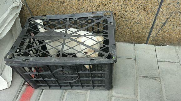 小奶狗再次被遗弃,狗狗委屈的在地上东张西望