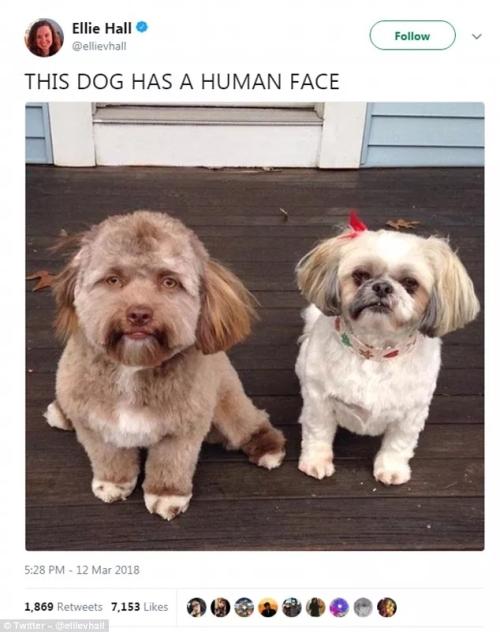 这只“人面犬”火了 网友:像是长着狗身的人 这只“人面犬”火了 网友:像是长着狗身的人