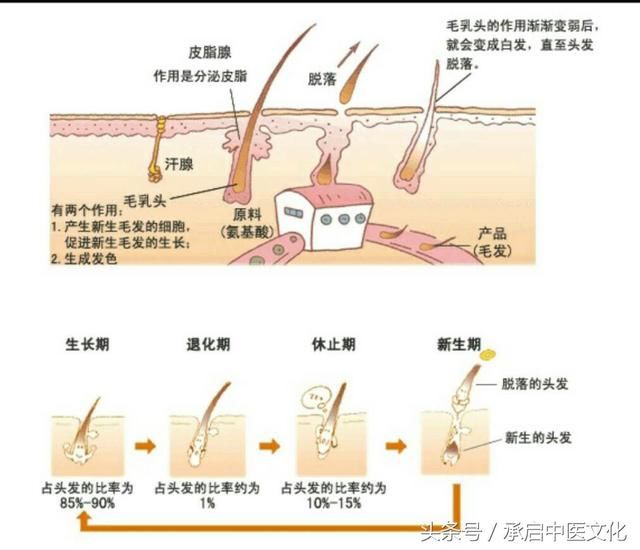 医学知识科普: 关于头发的生长知识!