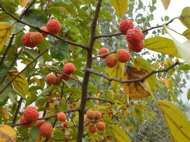 树上这种野果子,城里有钱也买不到,大家有吃过吗