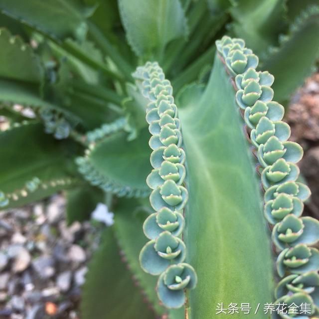 大家都很熟悉落地生根这个成语,却不知道它还