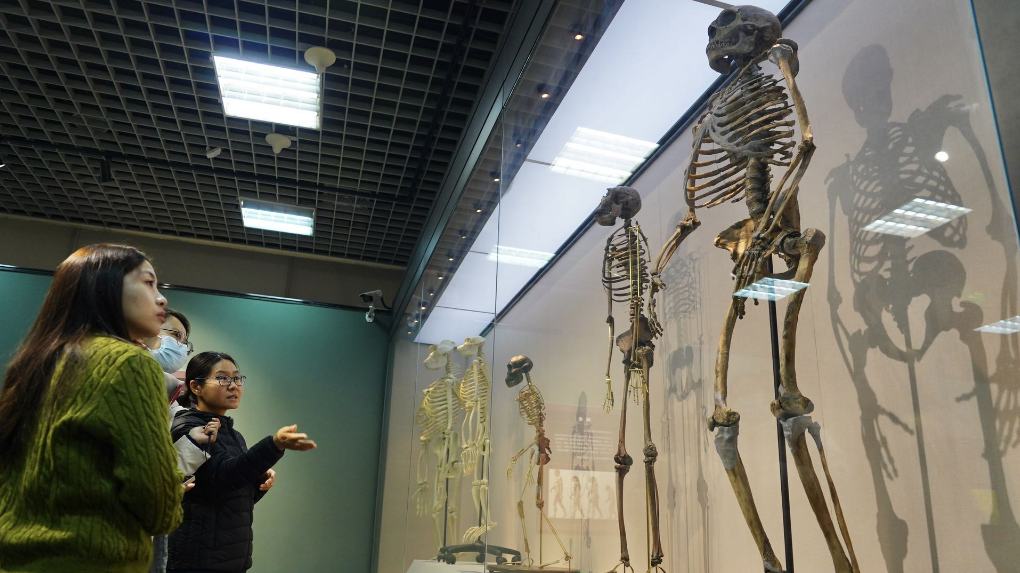 80余件展品亮相国家自然博物馆,揭秘“两足运动” 80余件展品亮相国家自然博物馆,揭秘“两足运动”
